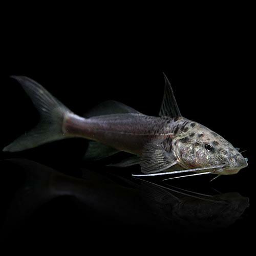 驚きの安さ 熱帯魚 レオパードキャット 約6cm 1匹 A11 7 熱帯魚通販のネオス 通販 Yahoo ショッピング 激安単価で Www Rljingenieriayconsultoria Com