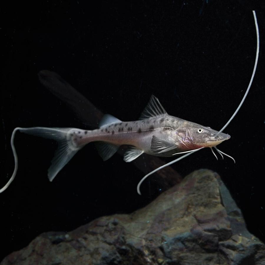 ピライーバー 値下げ