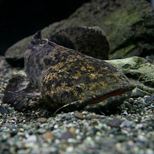熱帯魚)オレンジキャット 約18cm 1匹 : 熱帯魚通販のネオス - 通販