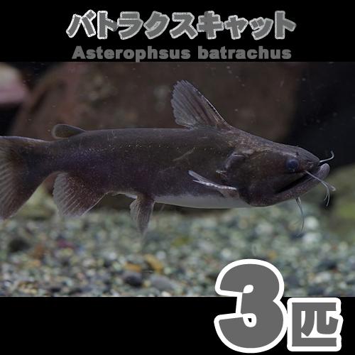 熱帯魚)バトラクスキャット 約5-7cm 3匹 （Tropical fish） : 熱帯魚 