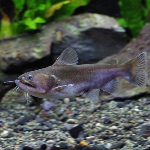 熱帯魚)バトラクスキャット 約5-7cm 3匹 （Tropical fish） : 熱帯魚