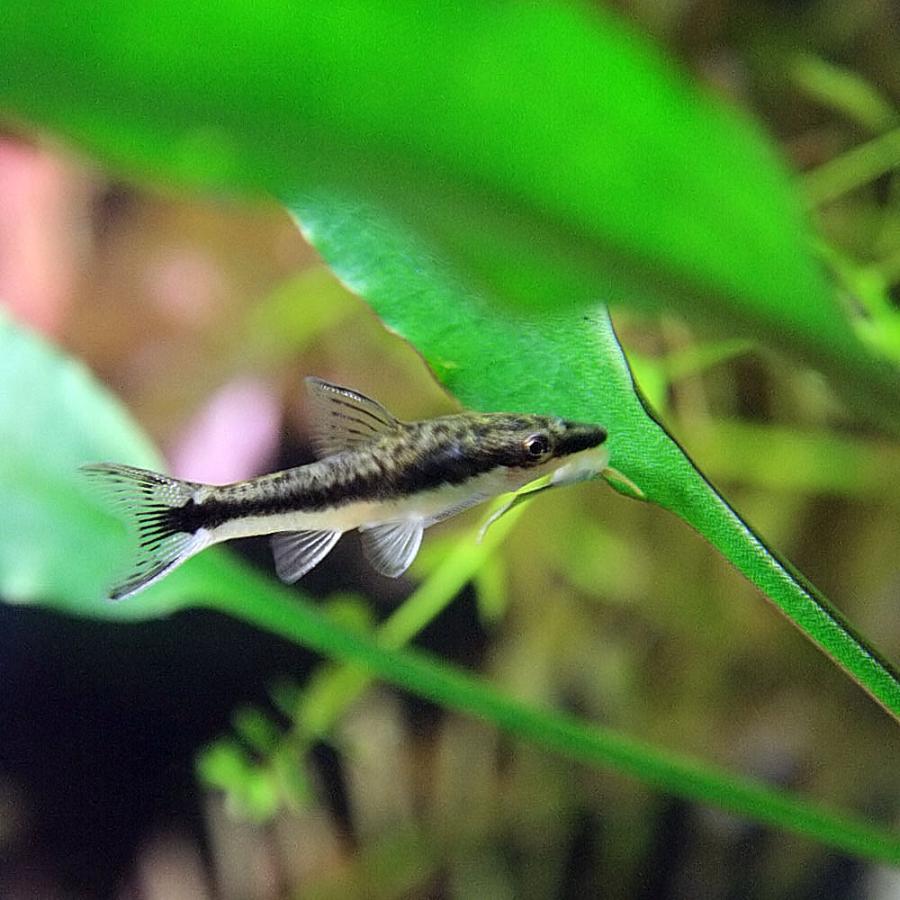 オススメ 熱帯魚 オトシンクルス 約2 3cm 3匹 A12 1000 熱帯魚通販のネオス 通販 Yahoo ショッピング