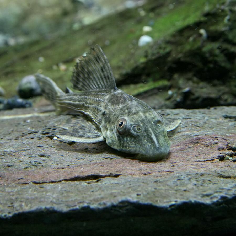熱帯魚 プレコ サッカープレコ ヒポプレコ 約5cm 3匹 A12 1010 熱帯魚通販のネオス 通販 Yahoo ショッピング