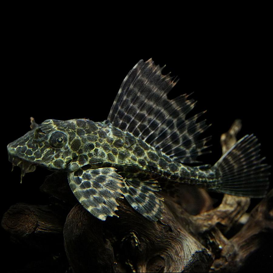 熱帯の魚、木彫、セイルフィン·プレコ オレンジスポットセルフィンプレコ｜熱帯魚・プレコの仲間