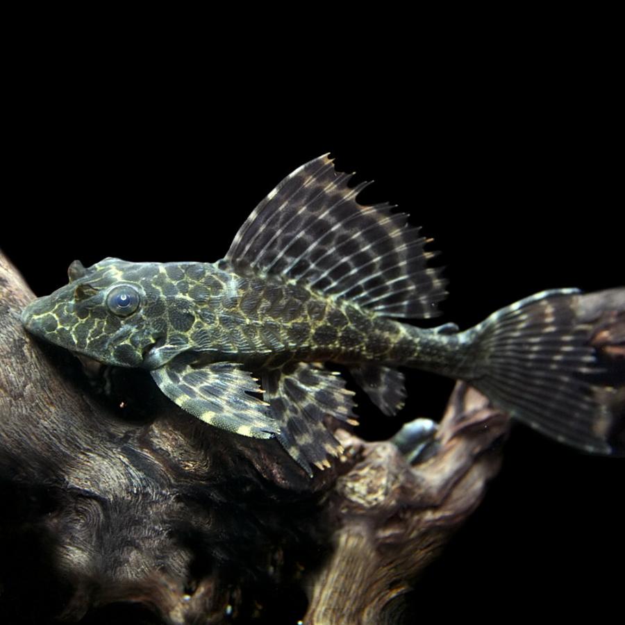 未使用　プレコ　モバイル　ストラップ　3個セット　熱帯魚 楽天市場】(熱帯魚 プレコ)タイガープレコ【ワイルド】 （約4