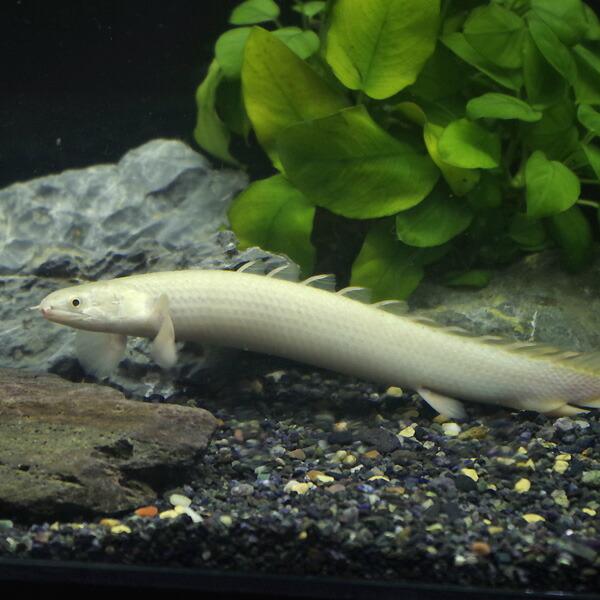 お得セール 熱帯魚 パーフェクト個体 純白 プラチナ セネガルス 約18 cm 画像個体 １匹 珍しい かっこいい 熱帯魚 A12 1814 1 熱帯魚通販のネオス 通販 Yahoo ショッピング お得商品 Murad Com Jo