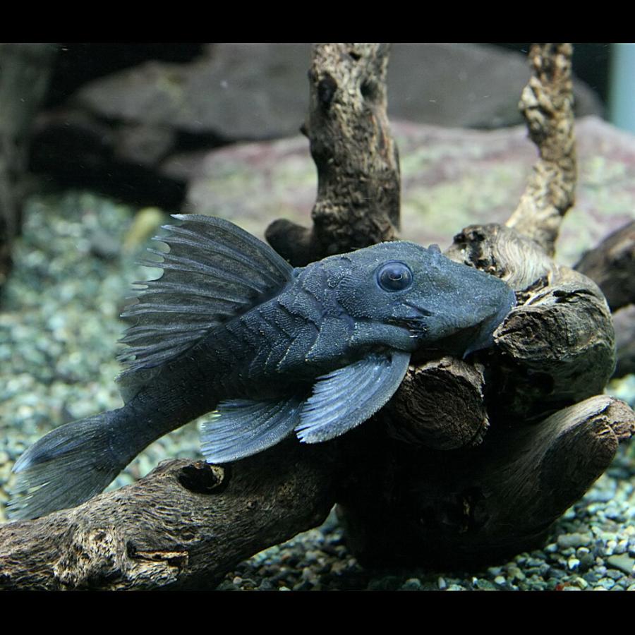 (熱帯魚)ブルーフィンパナクエ 約５cm 1匹の画像