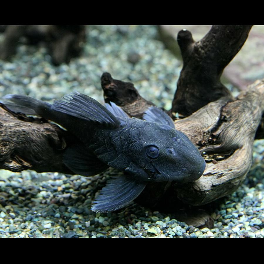 (熱帯魚)ブルーフィンパナクエ 約５cm 1匹の画像