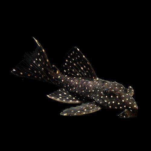 熱帯魚)スーパーブラックドラゴンスタークラウンプレコ 約6cm 1匹