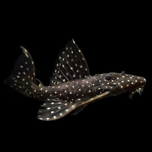 熱帯魚)スーパーブラックドラゴンスタークラウンプレコ 約6cm 1匹 