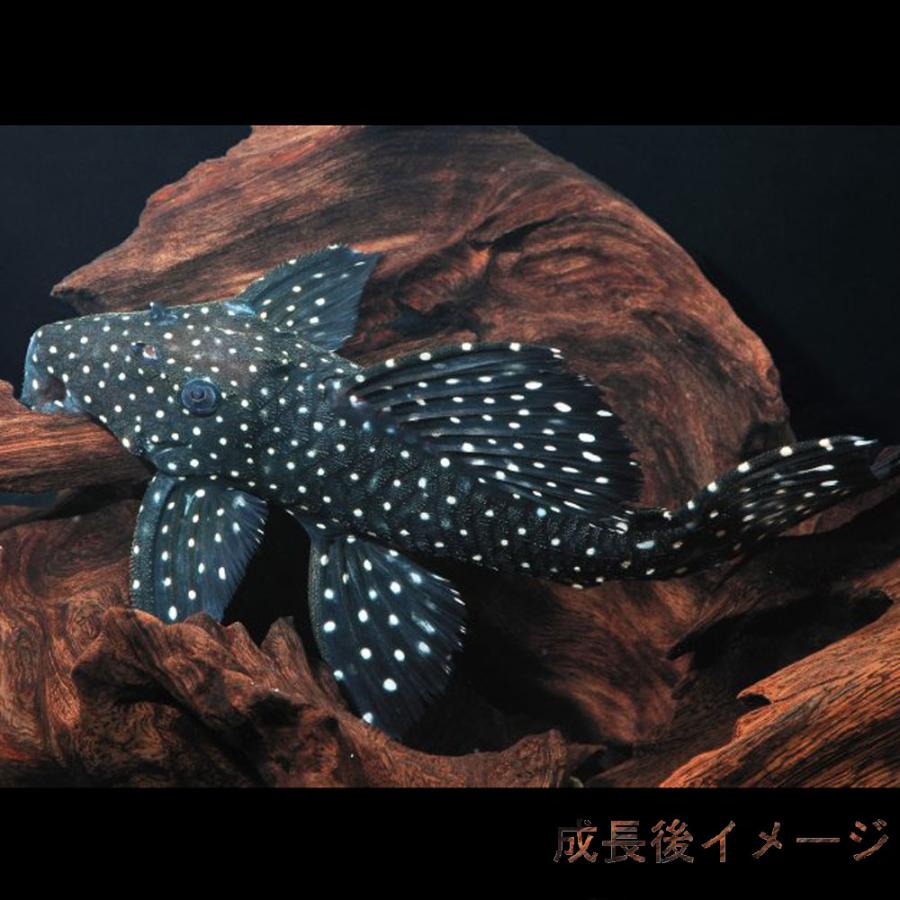 熱帯魚)スーパーブラックドラゴンスタークラウンプレコ 約6cm 1匹