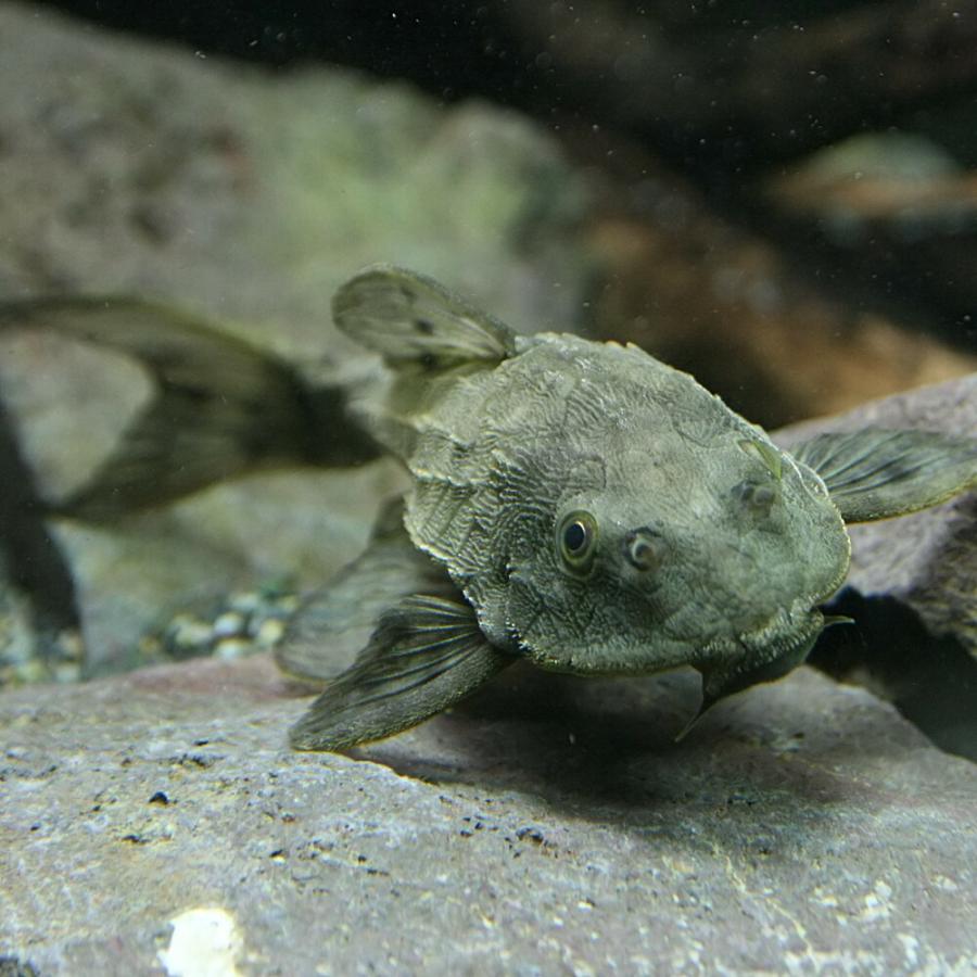 熱帯魚)アーマードプレコ 約8-10cm 1匹 : 熱帯魚通販のネオス - 通販 