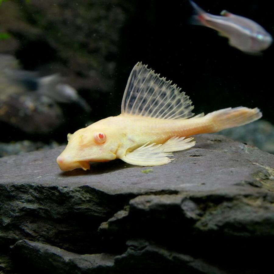 熱帯魚 アルビノセルフィンプレコ 約5cm 1匹 A12 1 熱帯魚通販のネオス 通販 Yahoo ショッピング
