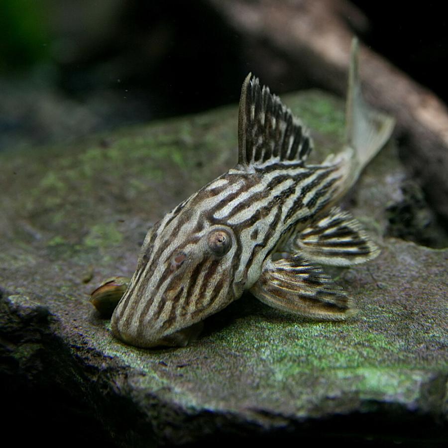 (熱帯魚)サンダーロイヤルプレコ　約7cm　1匹 です cm タパ ジョス 成長 する 連れ 特徴 入荷