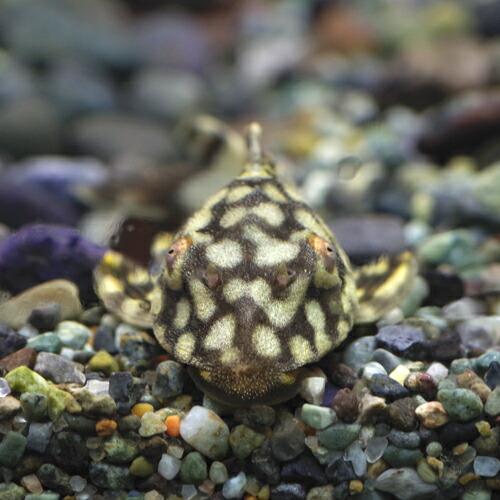 熱帯魚)フルスポットロイヤルプレコ 約5cm 1匹 : 熱帯魚通販のネオス 
