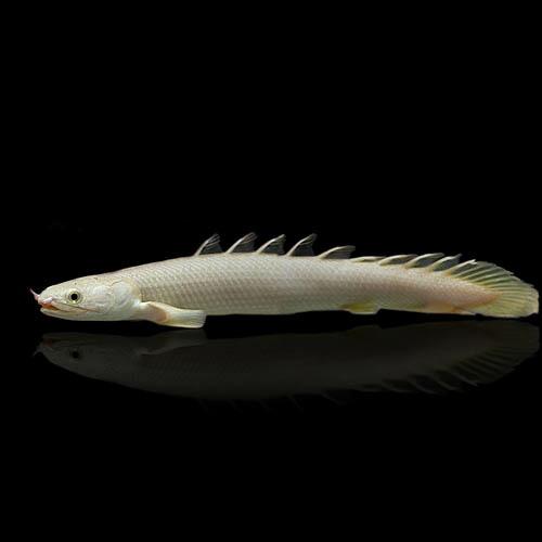 熱帯魚)ポリプテルス セネガルス 約25cm 1匹 ワイルド : 熱帯魚通販の