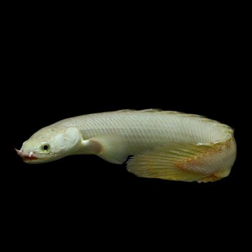 熱帯魚)ポリプテルス セネガルス 約25cm 1匹 ワイルド : 熱帯魚通販の