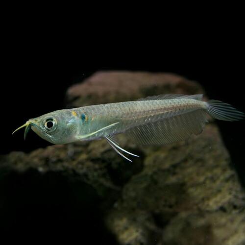 熱帯魚)シルバーアロワナ(ベビー) Sサイズ (6-7cm)(1匹) : 熱帯魚