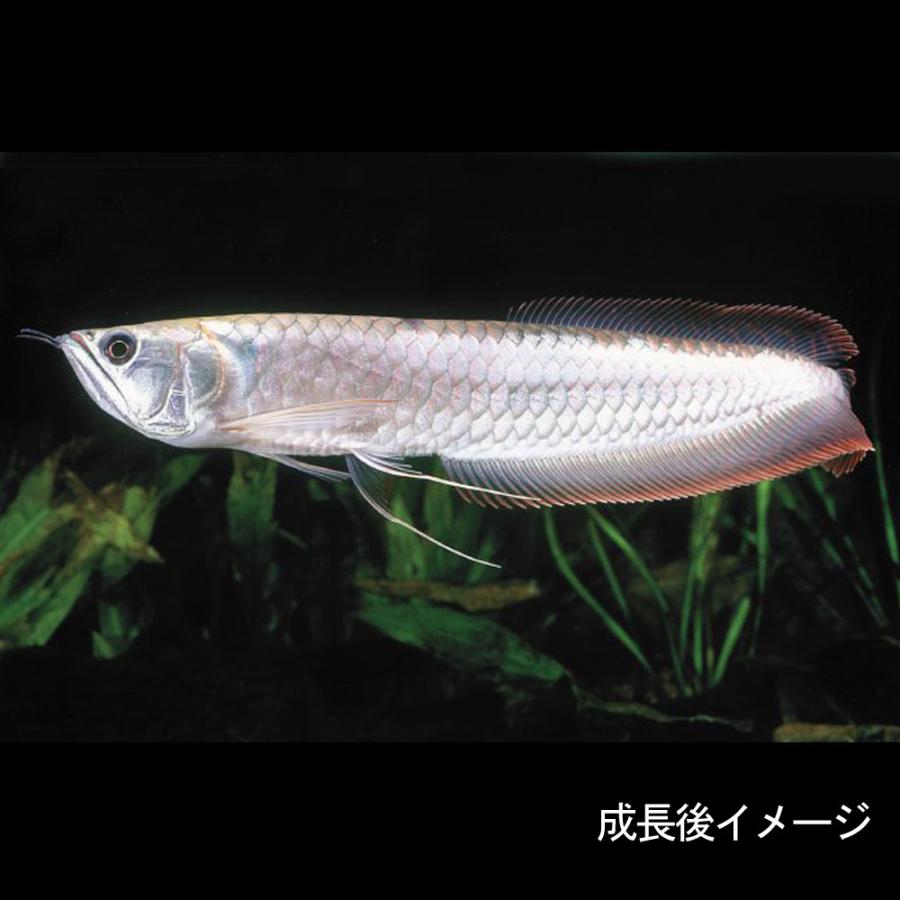 熱帯魚)シルバーアロワナ(ベビー) Sサイズ (6-7cm)(1匹) : 熱帯魚