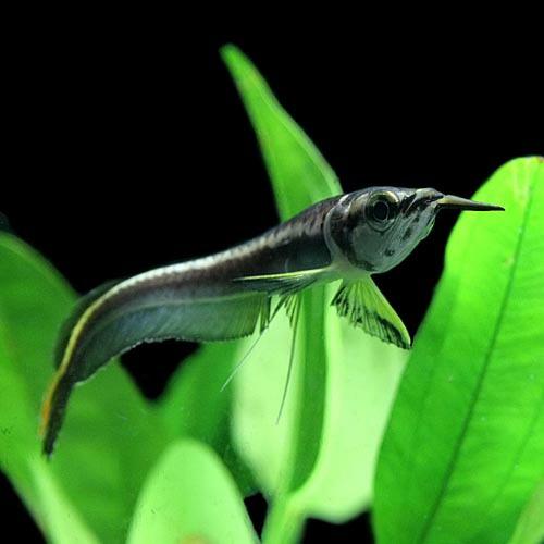 熱帯魚)ブラックアロワナ Sサイズ 約6-7cm ベビー 1匹 : 熱帯魚通販の