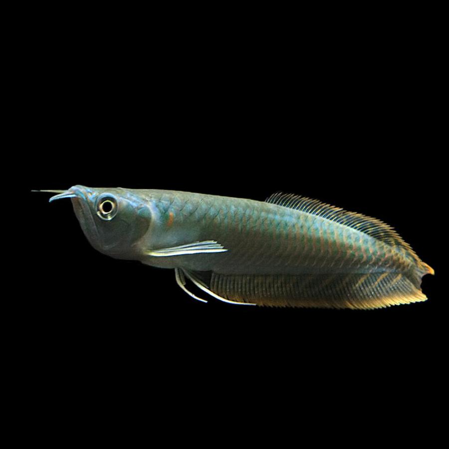 (熱帯魚)シルバーアロワナ　約12cm　1匹｜fish-y｜02