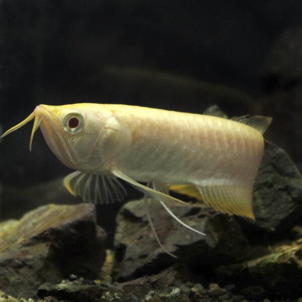 販売のものです 熱帯魚 アルビノシルバーアロワナ 1３cm 1匹 曲がり等無く完品です A13 1 熱帯魚通販のネオス 通販 Yahoo ショッピング 新規登録25 Off Fortunacreatives Com