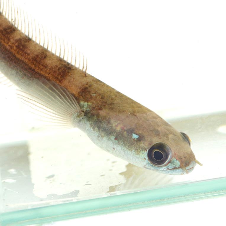 熱帯魚)ロイヤルトーマン(センタルム産) (約6cm)(1匹) : 熱帯魚