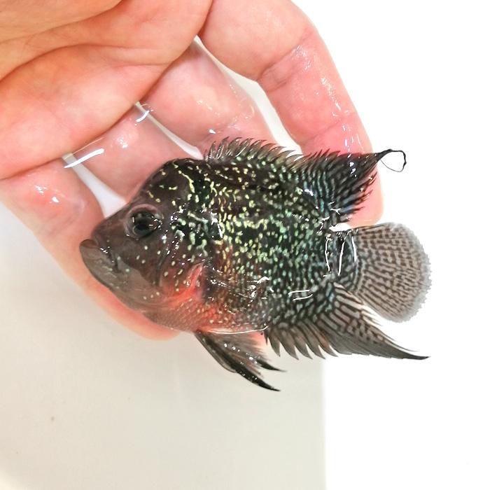 はこぽす対応商品 フラワーホーン 撮影個体 9ｃｍ 超短身黒輝光羅漢 生体 E 熱帯魚 観賞魚生体 Www Festivaldechaillol Com