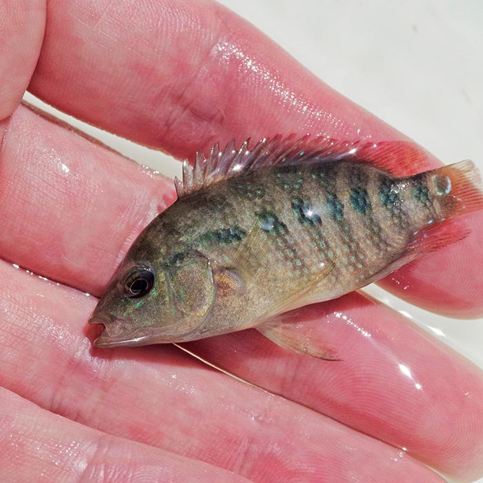 熱帯魚)シクラソマ フェスタ （約5-6cm）（1匹） Cichlasoma festae 