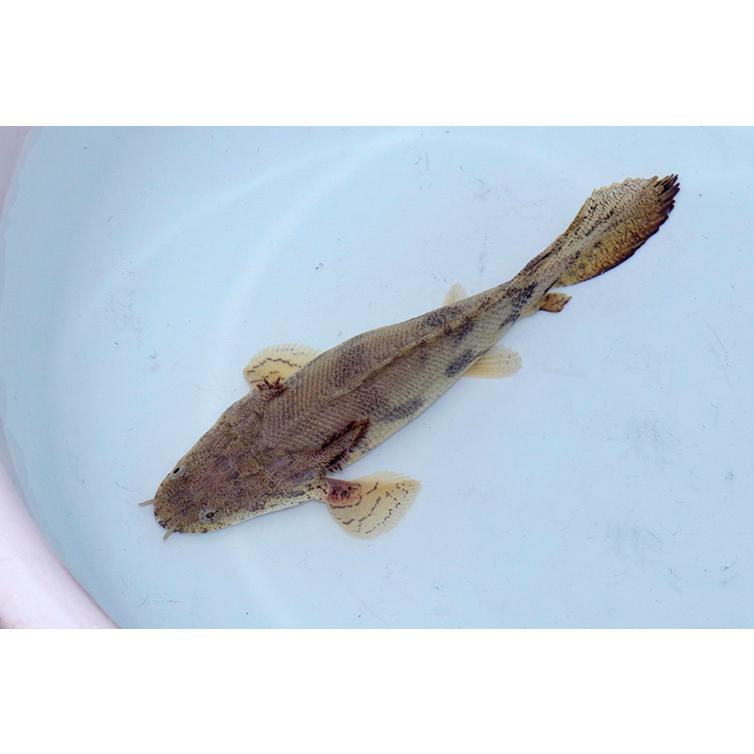 熱帯魚)極・ショートボディ ポリプテルス エンドリケリー （約11cm 