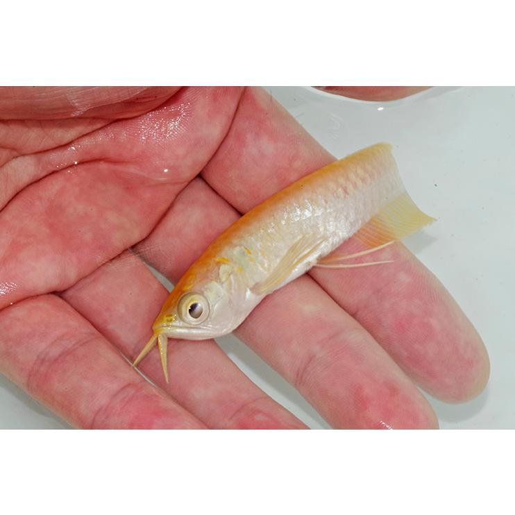 アルビノ シルバーアロワナ 約１０cm A13 2427 3 熱帯魚通販のネオス 通販 Yahoo ショッピング