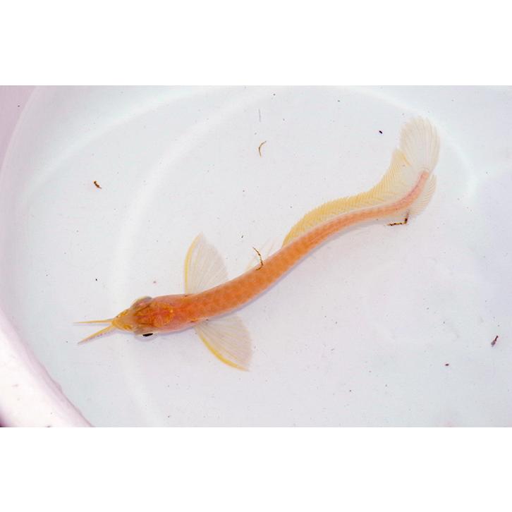 週末値下げ中！アルビノシルバーアロワナ　熱帯魚 アルビノシルバーアロワナのウルトラショート✨️ #ごろごろアクア