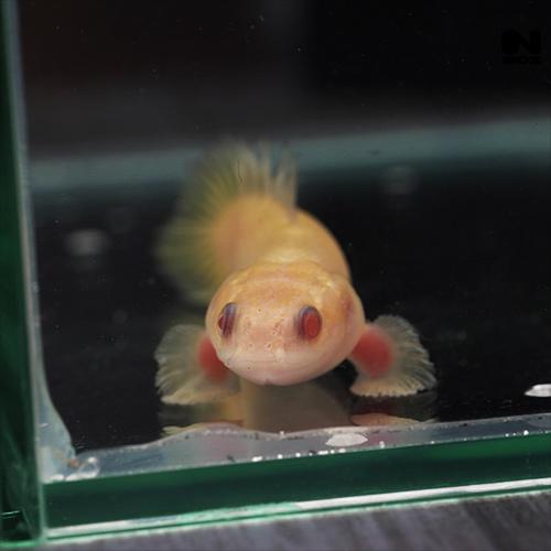 1点物　アルビノ ポリプテルスセネガルス ショートボディ　（約5〜６cm）（１匹） テトラ (Tetra) UV殺菌灯120 病原菌 にごり対策 熱帯魚 金魚 メダカ 鯉 R1323937217(13000円)