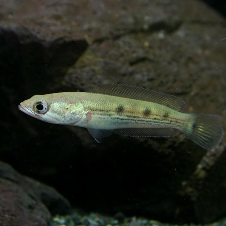 熱帯魚)フラワートーマン 約6cm 1匹 : 熱帯魚通販のネオス - 通販 