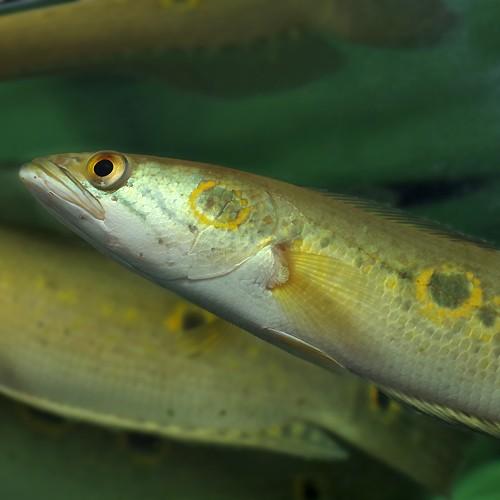 熱帯魚)フラワートーマン 約18cm 1匹 : 熱帯魚通販のネオス - 通販