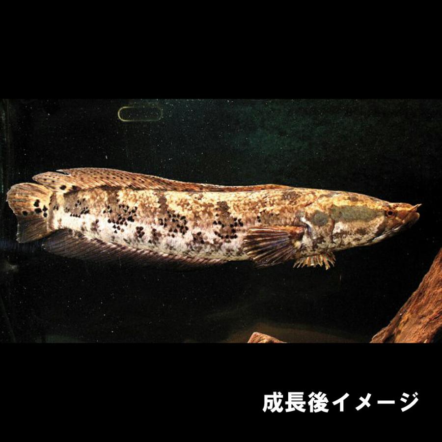 熱帯魚)アフリカンスネークヘッド 約5cm 1匹 : 熱帯魚通販のネオス