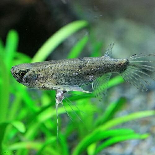 熱帯魚 バタフライフィッシュ 4 8cm 1匹 A13 1 熱帯魚通販のネオス 通販 Yahoo ショッピング