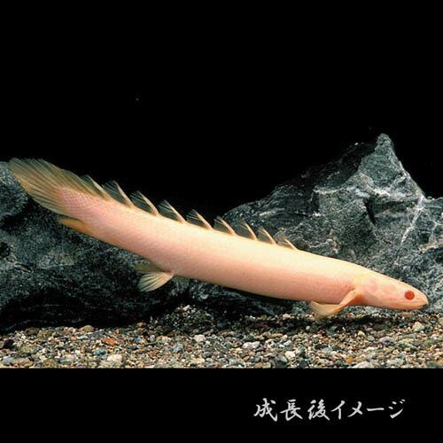 熱帯魚)アルビノ ポリプテルスセネガルス （約6cm）（1匹） : 熱帯魚