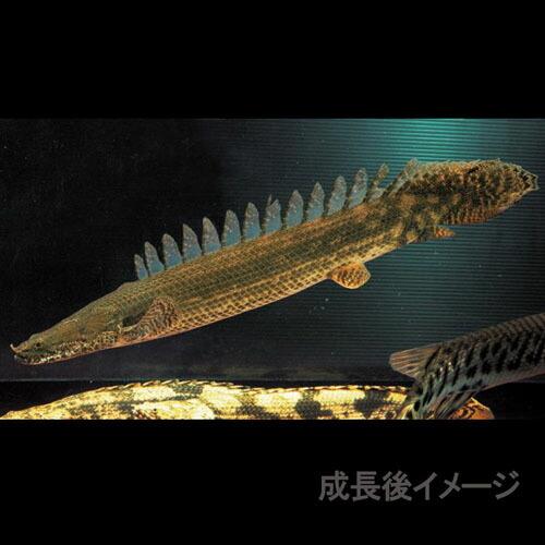 宅送 熱帯魚 ポリプテルス ラプラディ ワイルド ナイジェリア産 約12 cm 1匹 上質で快適 Appslab In