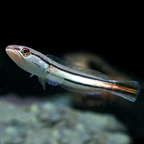 熱帯魚)レッドスネークヘッド 約12cm 1匹 : 熱帯魚通販のネオス - 通販