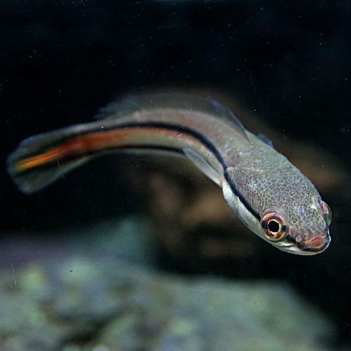 熱帯魚)レッドスネークヘッド 約12cm 1匹 : 熱帯魚通販のネオス - 通販 