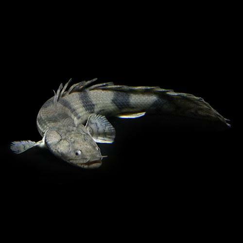 熱帯魚)ポリプテルス エンドリケリー 約20cm 1匹 ワイルド : 熱帯魚