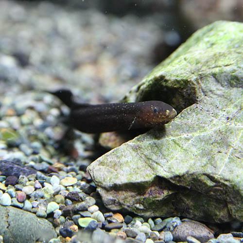 熱帯魚)レピドシレン パラドクサ 約56-7cm 1匹 : 熱帯魚通販のネオス 