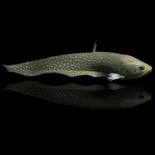 熱帯魚)アロワナナイフ アファー 約20cm 1匹 : 熱帯魚通販のネオス