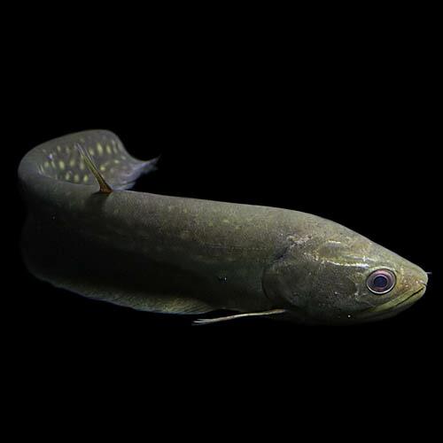 売約済み　10/4まで5,000円　スポッテットナイフ　熱帯魚　大型魚　アロワナ　　 熱帯魚 スポッテッド・ナイフフィッシュ S 約6-10cm± ※雄雌のご指定