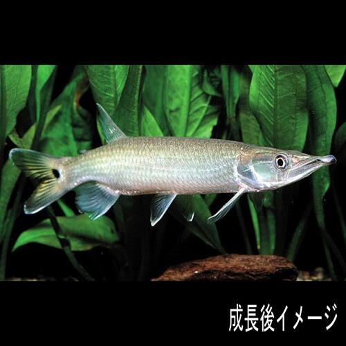 熱帯魚)ブラントノーズガー （約4-5cm)(1匹) : 熱帯魚通販のネオス 