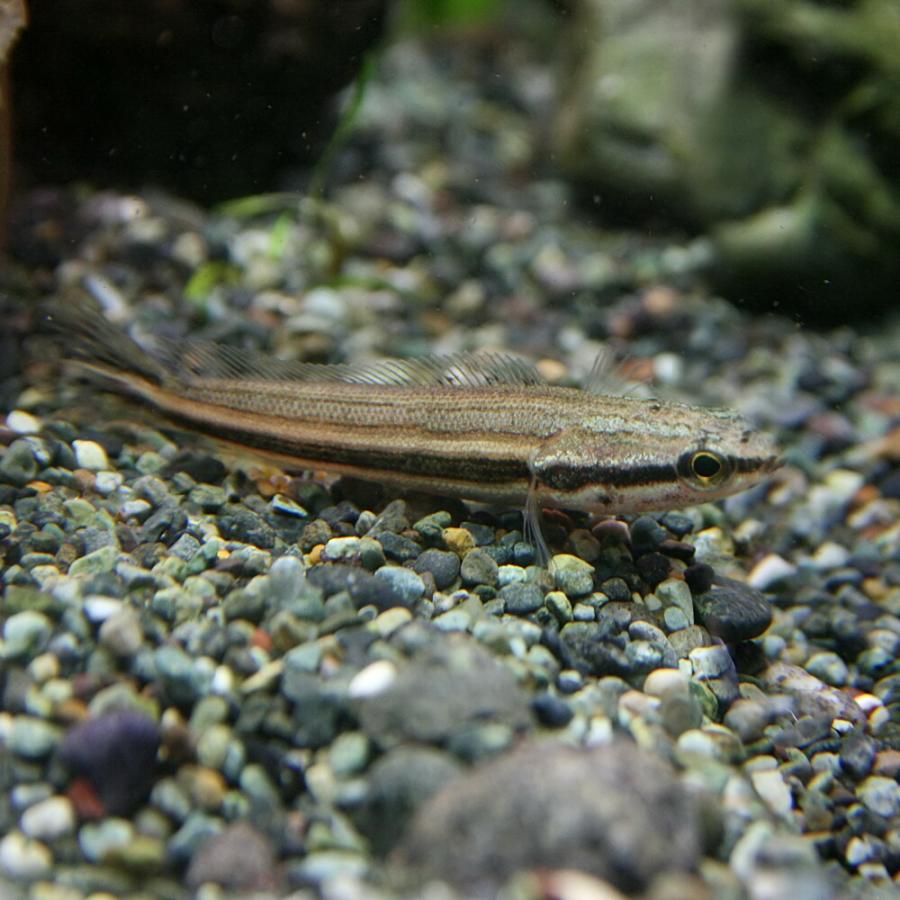 熱帯魚)アーモンドスネークヘッド 約5cm 1匹 : 熱帯魚通販のネオス