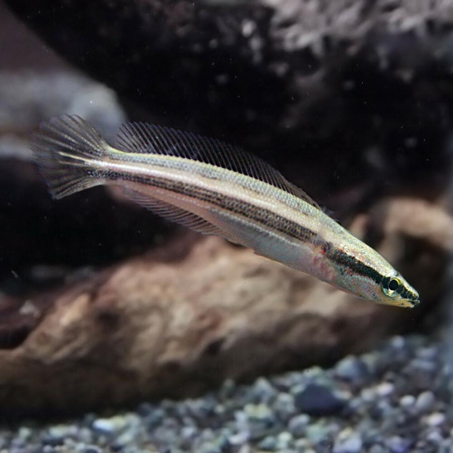 熱帯魚)アーモンドスネークヘッド 約5cm 1匹 : 熱帯魚通販のネオス