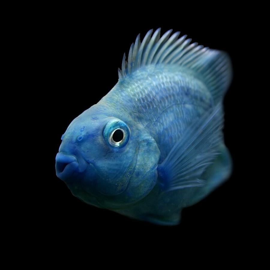 特売 観賞魚生体 熱帯魚 ブルーパロットファイヤーシクリッド 約5cm 1匹 Www Threeriversofs Com