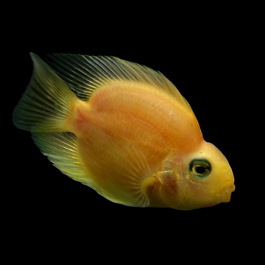 品揃え豊富で 観賞魚生体 熱帯魚 イエローパロットファイヤーシクリッド 約5cm 1匹 Www Threeriversofs Com